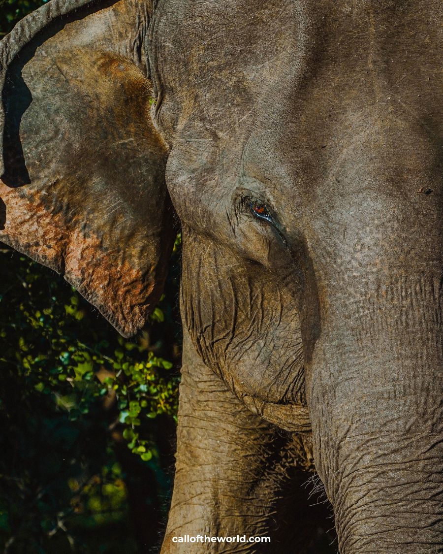 Is It Ever Ok to Visit Elephant Sanctuaries?