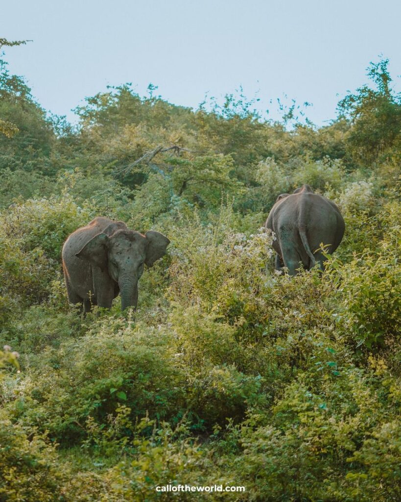 How to Visit Udawalawe National Park, Sri Lanka's Wild Elephant Safari