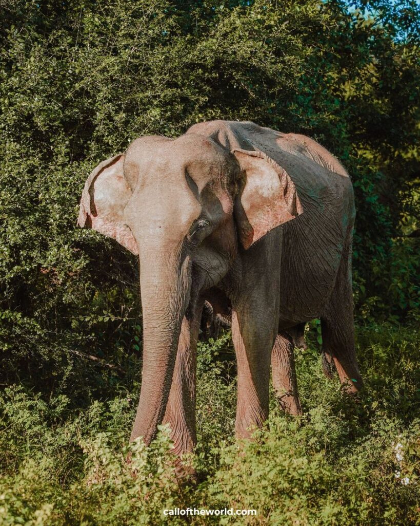 How to Visit Udawalawe National Park, Sri Lanka's Wild Elephant Safari