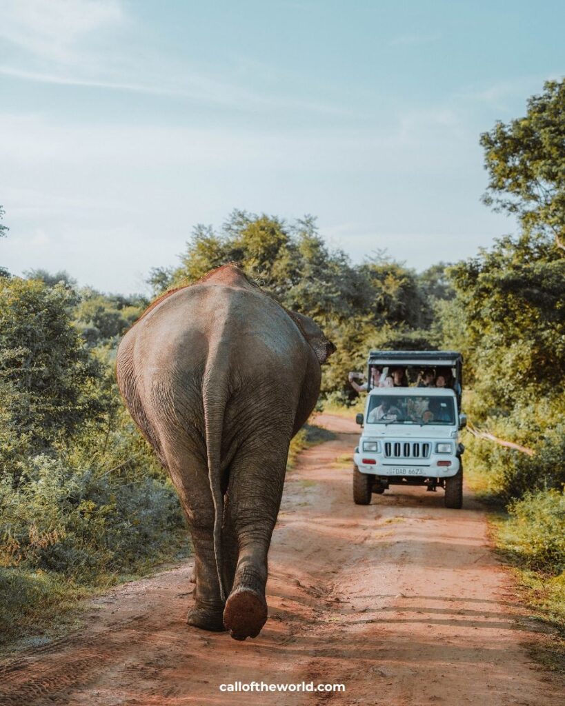 How to Visit Udawalawe National Park, Sri Lanka's Wild Elephant Safari