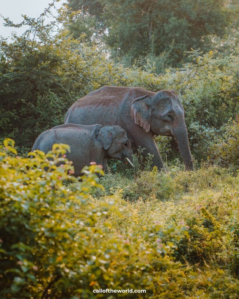 Is It Ever Ok to Visit Elephant Sanctuaries?