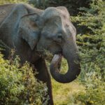 How to Visit Udawalawe National Park, Sri Lanka's Wild Elephant Safari