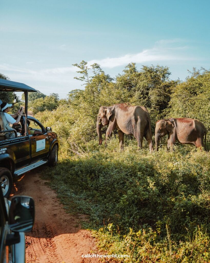 How to Spend 3 Weeks in Sri Lanka: Epic Itinerary. Udawalawe National Park.