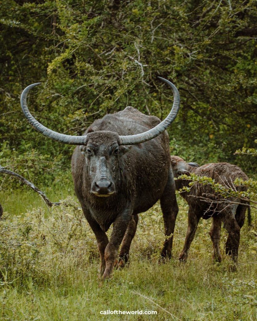 How to Spend 3 Weeks in Sri Lanka: Epic Itinerary. Yala National Park.